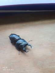 Serrognathus kyanrauensis