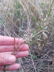 Digitaria divaricatissima