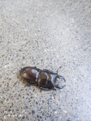 Serrognathus kyanrauensis