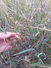 Digitaria divaricatissima