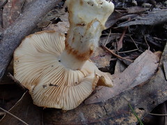 Cortinarius chrysopocos