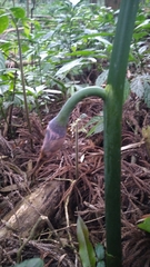 Arisaema formosanum