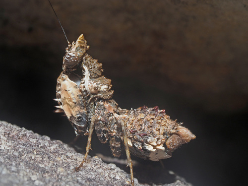 Cape Boxing Mantis