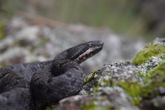 Crotalus transversus