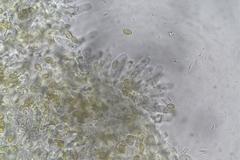 Cortinarius chrysopocos