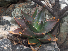 Aloe perfoliata