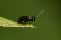 Phyllotreta atra