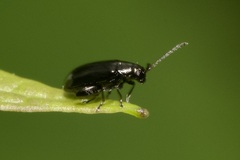 Phyllotreta atra