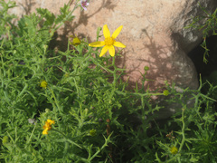 Osteospermum spinosum