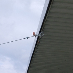 Haemorhous mexicanus