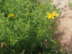 Osteospermum spinosum
