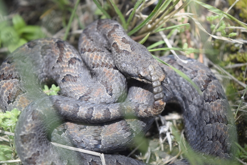Photo of a Cross-banded Mountain Rattlesnake (Crotalus transversus)