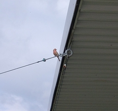 Haemorhous mexicanus