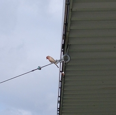 Haemorhous mexicanus