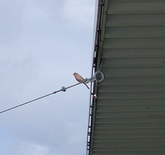 Haemorhous mexicanus