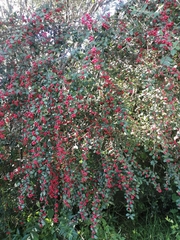 Pyracantha coccinea