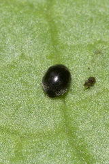 Stethorus pusillus
