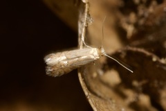 Phyllonorycter quercifoliella