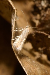 Phyllonorycter quercifoliella
