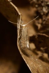 Phyllonorycter quercifoliella