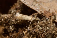 Phyllonorycter quercifoliella