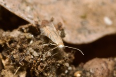 Phyllonorycter quercifoliella