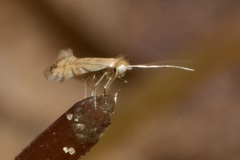 Phyllonorycter quercifoliella