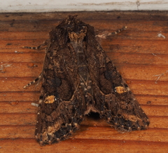 Neumichtis spumigera