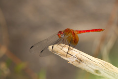 Dythemis maya