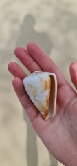 Conus vexillum