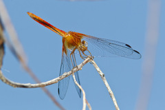 Dythemis maya
