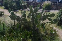Opuntia arechavaletae