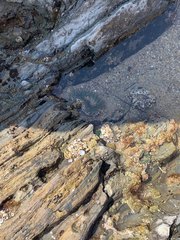 Anthopleura
