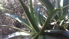 Agave atrovirens
