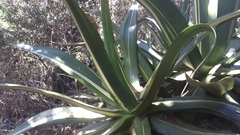 Agave atrovirens