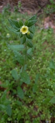 Nonea lutea