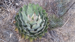 Agave nuusaviorum