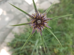 Tragopogon coelesyriacus