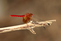 Dythemis maya