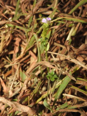 Rostellularia diffusa prostrata