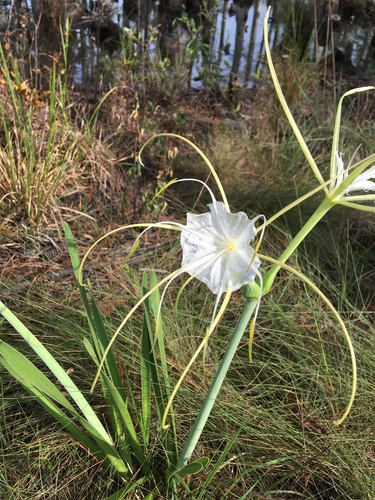 Henry's spiderlily (Hymenocallis henryae)