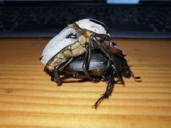 Dicronocephalus adamsi