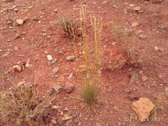 Psathyrostachys juncea