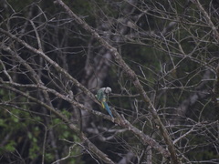 Psittacula columboides