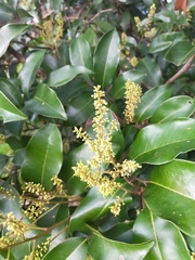 Mischocarpus pyriformis