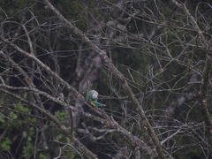 Psittacula columboides