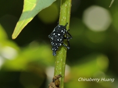 Lycorma
