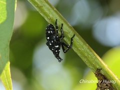 Lycorma