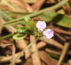 Rostellularia diffusa prostrata