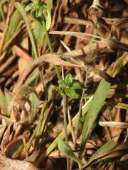 Rostellularia diffusa prostrata